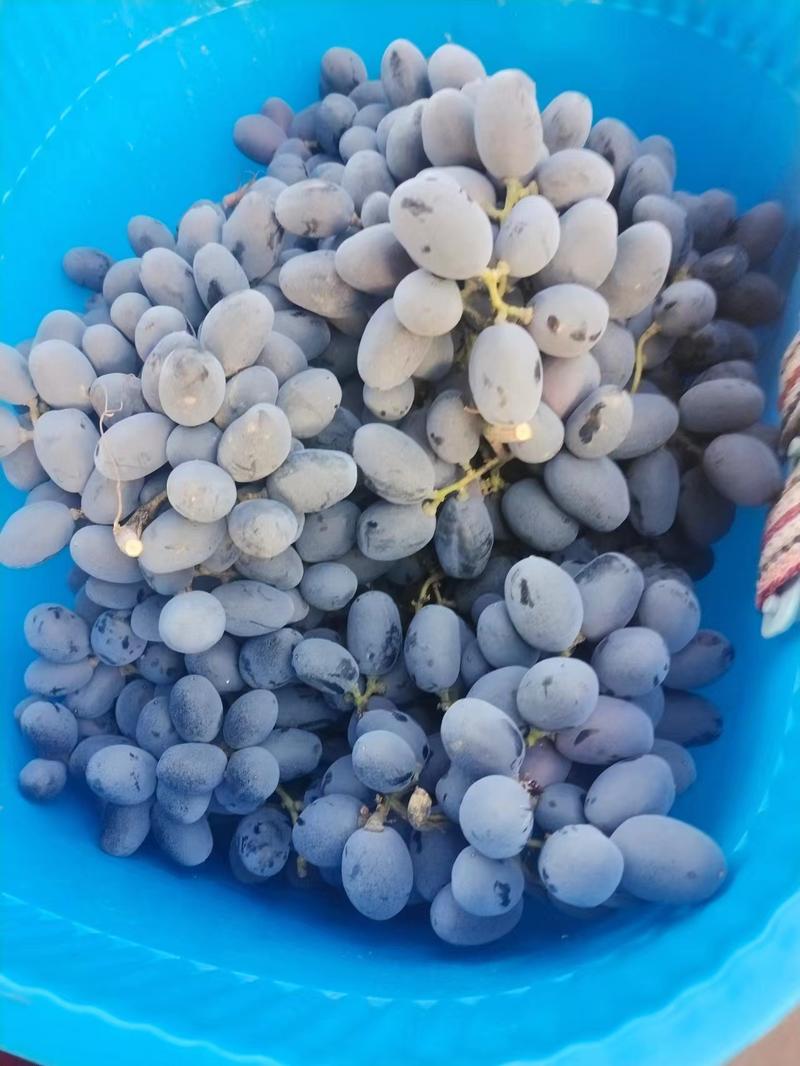 山东济宁秋黑葡萄产业种植基地一手货源价格稳定全国各地发货