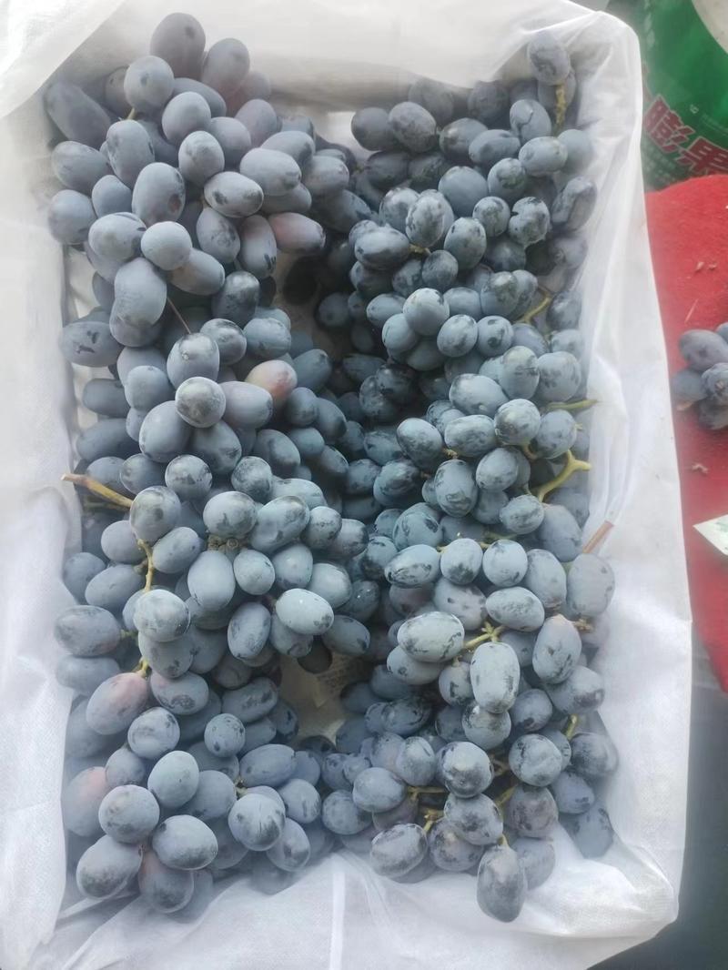 山东济宁秋黑葡萄产业种植基地一手货源价格稳定全国各地发货