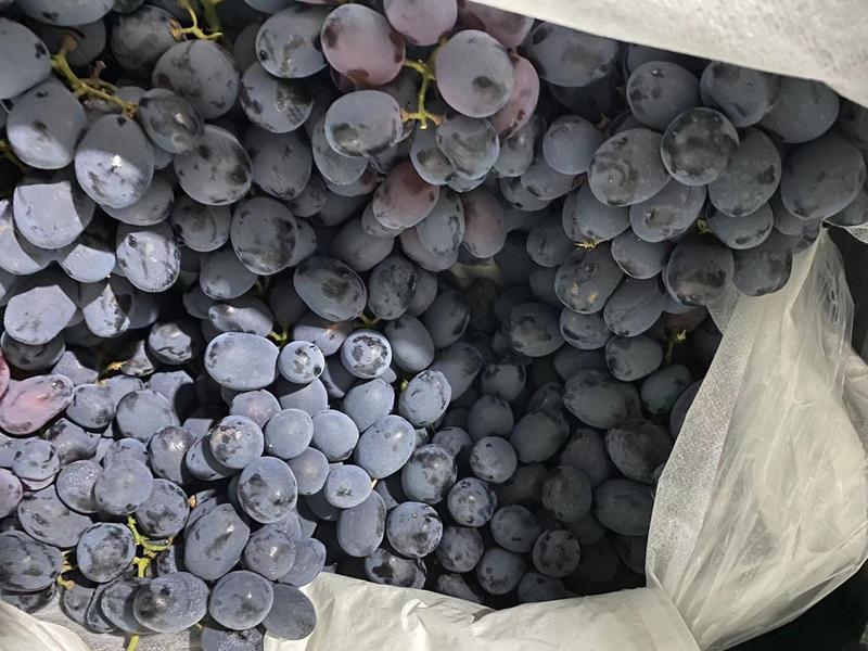 山东济宁大批量种植秋黑葡萄一手货源价格稳定全国各地发货