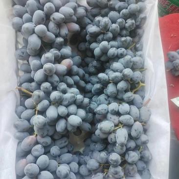 【推荐】秋黑葡萄产地种植基地一手货源价格稳定全国各地发货