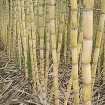 广东翁源黄皮甘蔗，产地一手货源，品质保证，量大从优