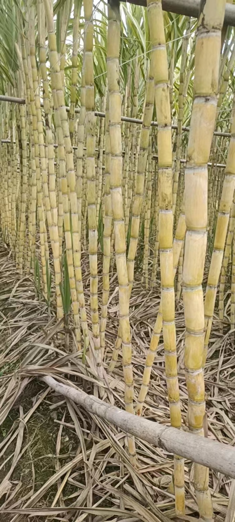 广东翁源黄皮甘蔗，产地一手货源，品质保证，量大从优