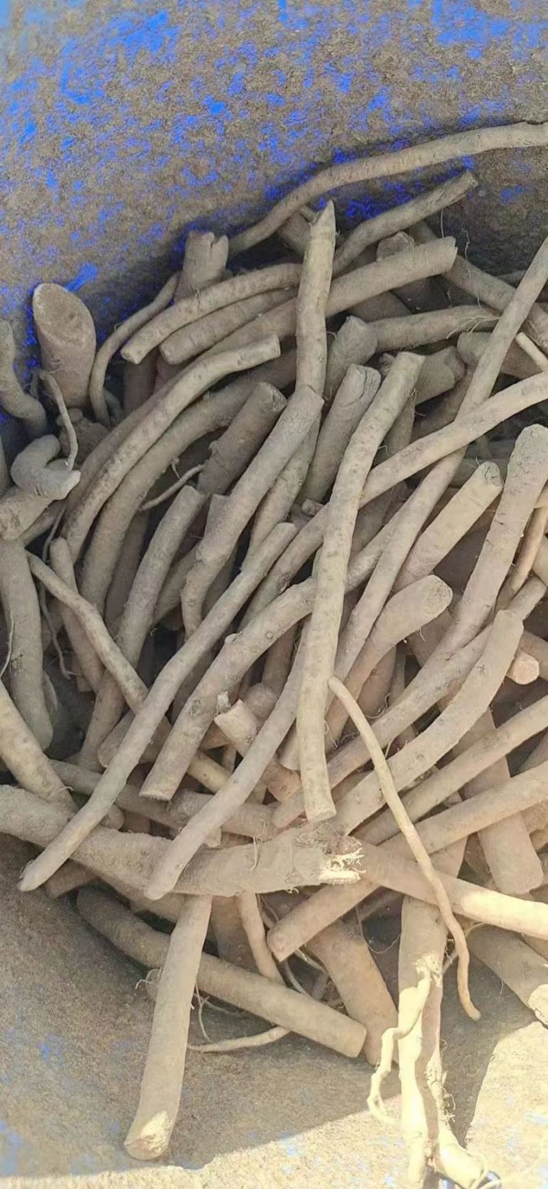 【推荐】河南精品辣根，产地一手货源，品质保证，欢迎选购