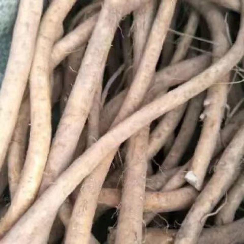 【推荐】河南精品辣根，产地一手货源，品质保证，欢迎选购