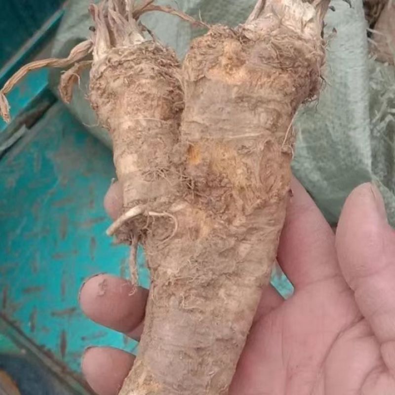 【推荐】河南精品辣根，产地一手货源，品质保证，欢迎选购