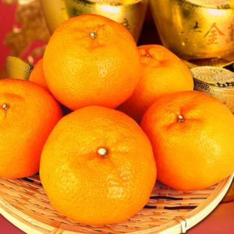 椪柑四川精品柑橘产地货源现摘现发价格优欢迎咨询看货