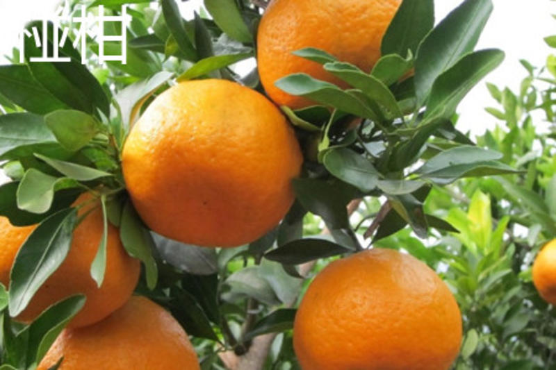 椪柑四川精品柑橘产地货源现摘现发价格优欢迎咨询看货