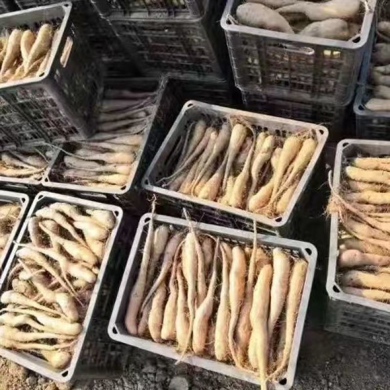 山东山药豆苗大量上市中一手货源价格优惠欢迎采购