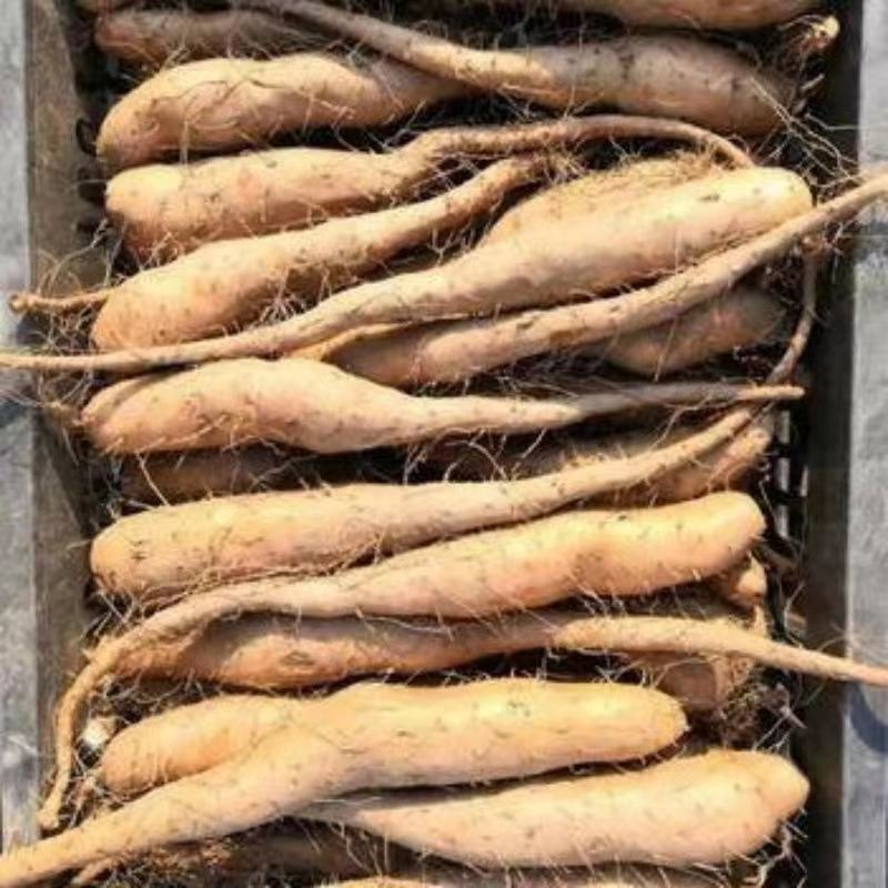 山东山药豆苗大量上市中一手货源价格优惠欢迎采购