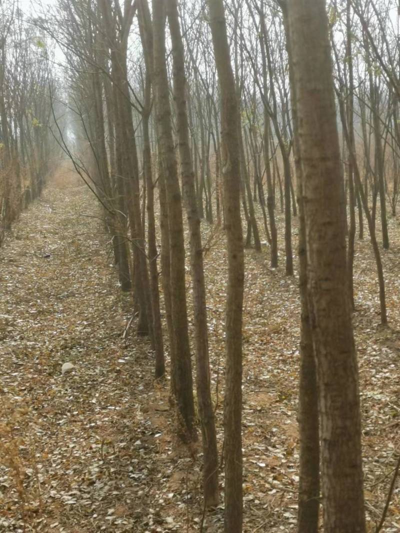 【精选】优质供货电商，国槐，山东临沂，厂家直销，量大价优