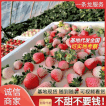 《粉玉草莓》山东历城区基地现摘电商批发团购