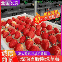 《香野草莓》山东历城区基地现摘电商批发团购