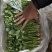 河北唐山铁杆青香菜质量保证欢迎采购，合作共赢诚信为本