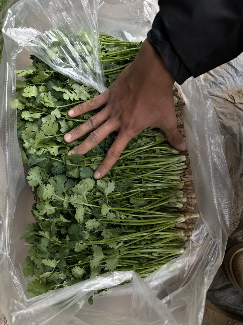 河北唐山铁杆青香菜质量保证欢迎采购，合作共赢诚信为本