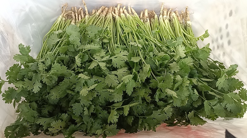 河北唐山铁杆青香菜质量保证欢迎采购，合作共赢诚信为本