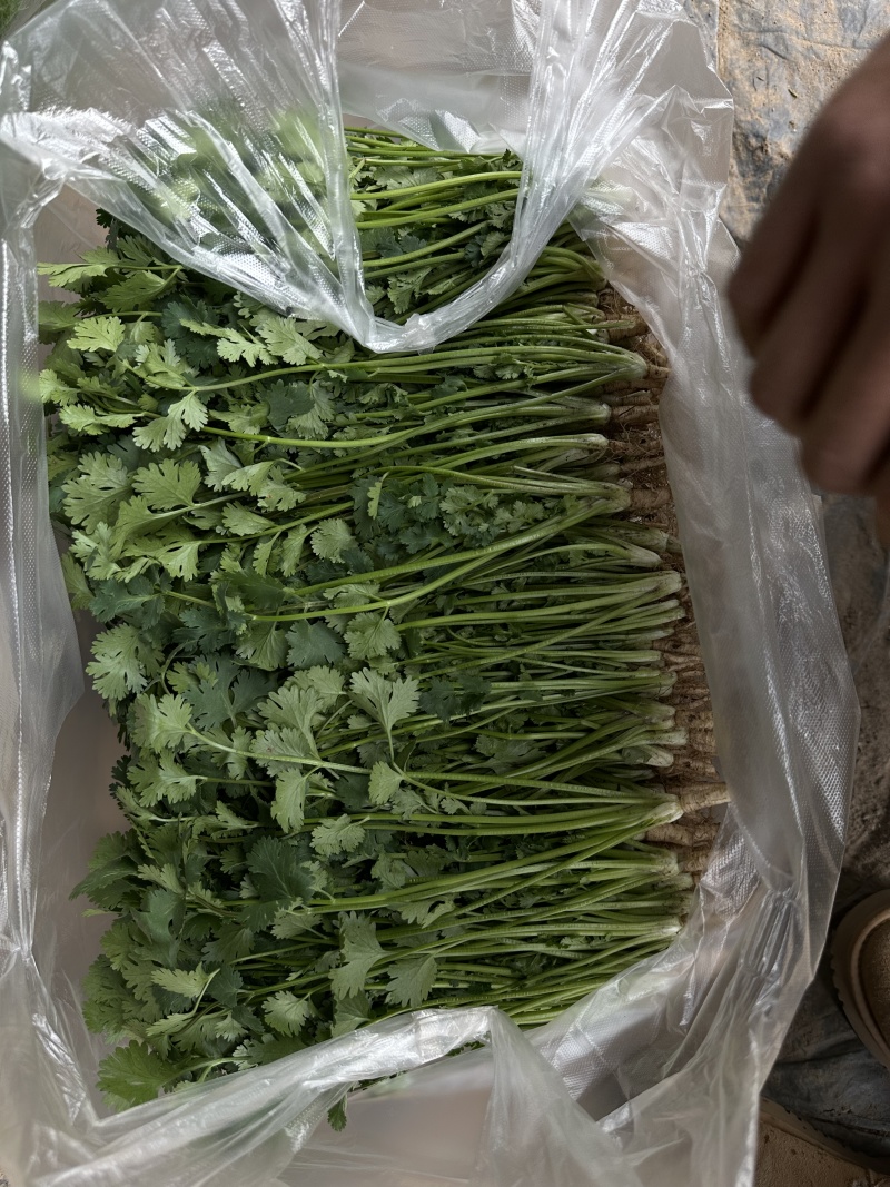 河北唐山铁杆青香菜质量保证欢迎采购，合作共赢诚信为本
