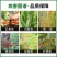 86%十三吗啉草莓白粉病橡胶红根病炭疽病杀菌剂