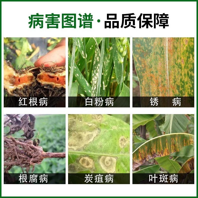 86%十三吗啉草莓白粉病橡胶红根病炭疽病杀菌剂