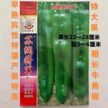 苏润将军大果牛角椒种子微辣皮薄抗病高产大椒种籽辣椒种子