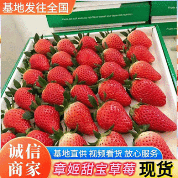 《章姬草莓》山东历城区基地现摘电商批发团购代发