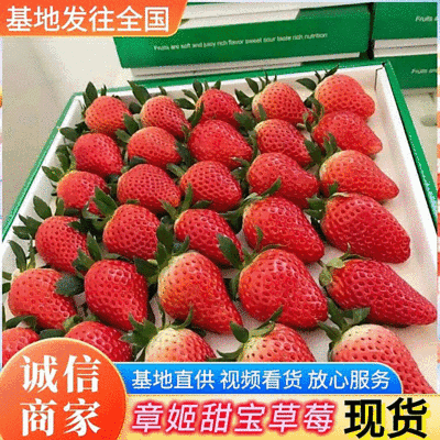 《章姬草莓》山东历城区基地现摘电商批发团购代发