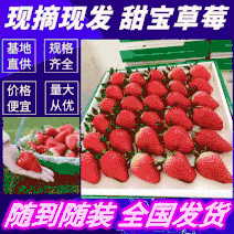 《甜宝草莓》山东历城区基地现摘电商批发团购