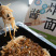 【源头工厂】鲁海炸酱面微波加热即食可OEM贴牌预制菜