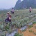 云南西双版纳金钻凤梨菠萝社区团购电商一件代发整车配货