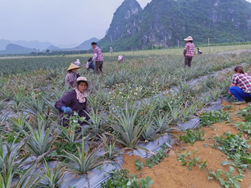 云南西双版纳金钻凤梨菠萝社区团购电商一件代发整车配货