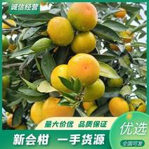 【热销】新会柑柑橘量大从优现货先发欢迎
