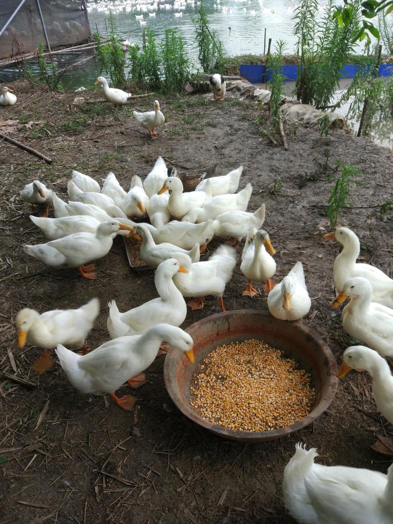 旱养白鸭，均重7.5，三块多，长期有货，欢迎来电咨询