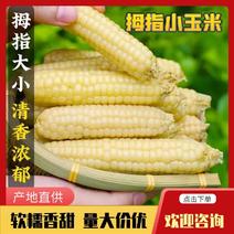 西双版纳爱尚傣糯拇指小玉米，优质货源，基地直发