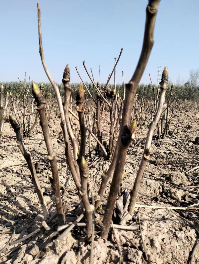 菏泽正宗观赏牡丹4年龄基地直销一手货源量大从优欢迎选购