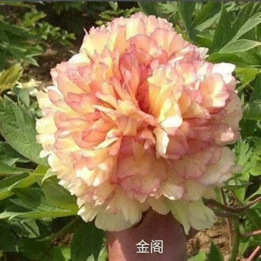 菏泽正宗观赏牡丹4年龄基地直销一手货源量大从优欢迎选购