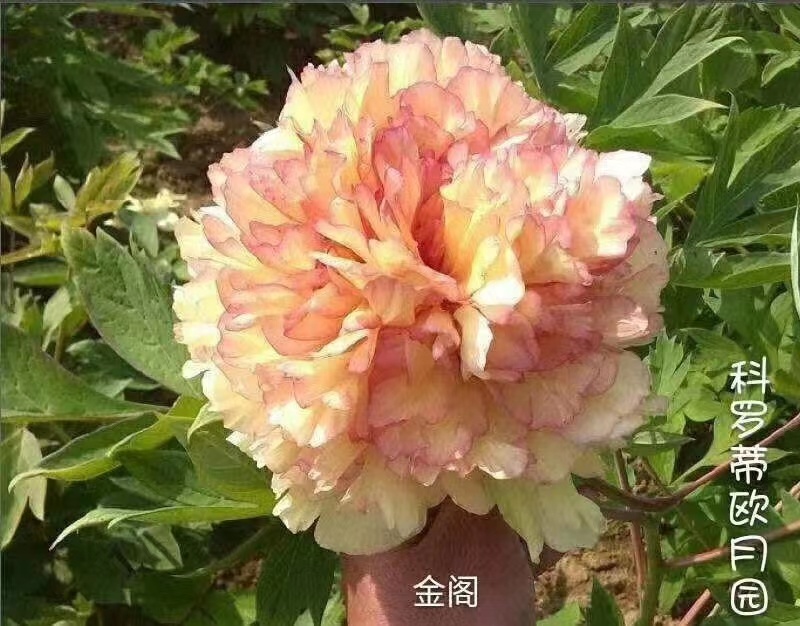 菏泽正宗观赏牡丹4年龄基地直销一手货源量大从优欢迎选购