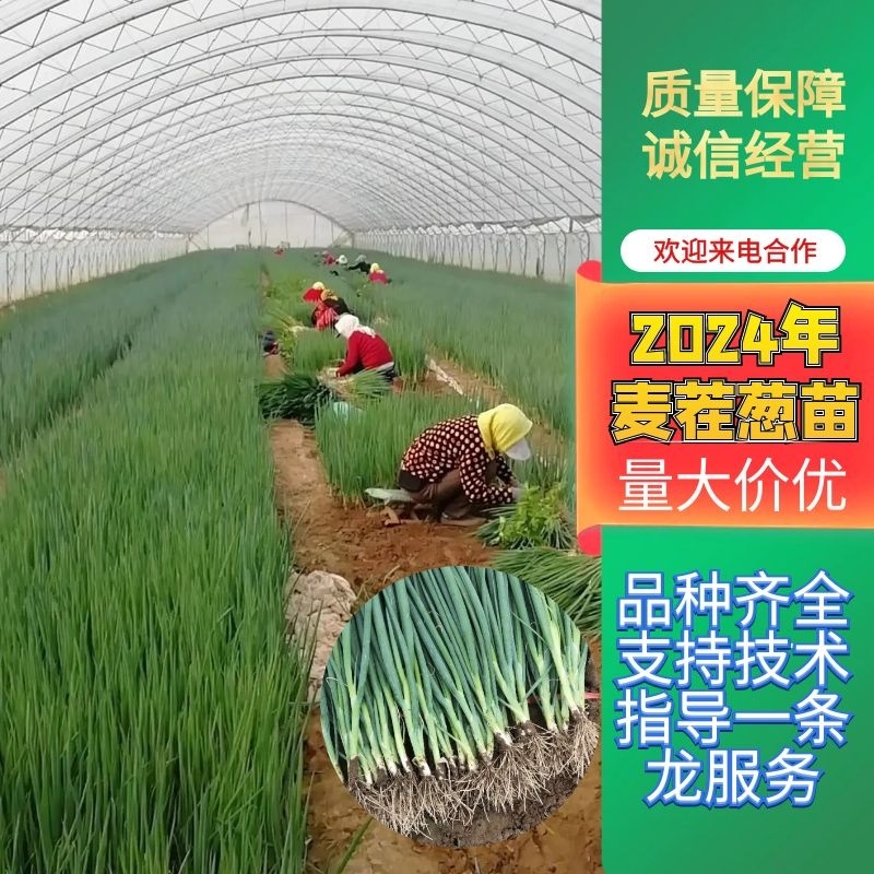 春季栽种铁杆大葱苗钢葱苗香葱苗保成活包管理可技术指导