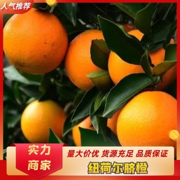 湘西纽何尔脐橙代办一件代发多多平台，出口