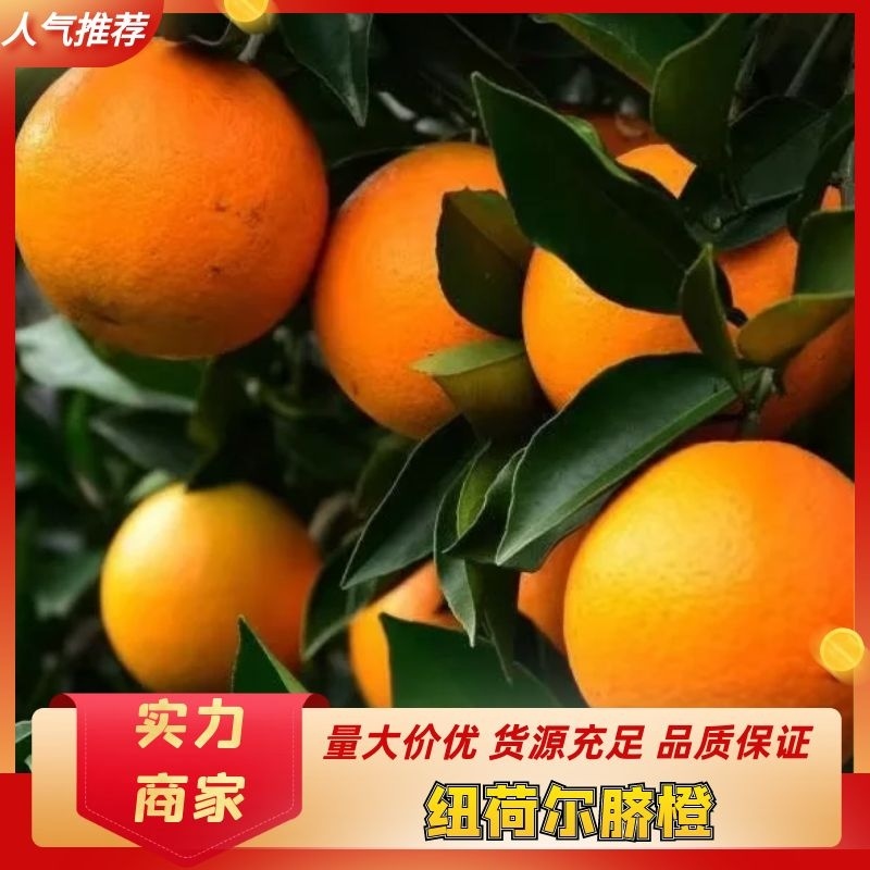 湘西纽何尔脐橙代办一件代发多多平台，出口