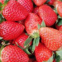 【红颜草莓】红颜巧克力草莓，章姬奶油草莓，产地一手货源