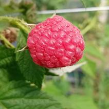 丰满红树莓苗品种纯正根系发达现挖现发签订合同定金发货