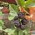 黑树莓苗品种纯正根系发达现挖现发签订合同定金发货