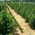 黑树莓苗品种纯正根系发达现挖现发签订合同定金发货