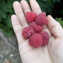 红宝达树莓苗品种纯正根系发达现挖现发签订合同定金发货