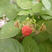 红宝达树莓苗品种纯正根系发达现挖现发签订合同定金发货
