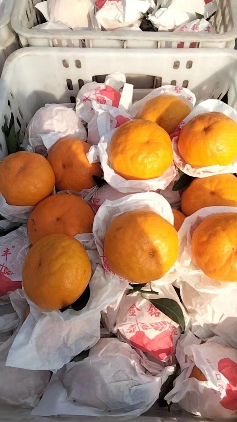 春见柑橘耙耙柑桔纯甜化渣品质保证对接全国电商及批发市场