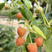 金树莓苗品种纯正根系发达现挖现发签订合同定金发货
