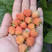 金树莓苗品种纯正根系发达现挖现发签订合同定金发货