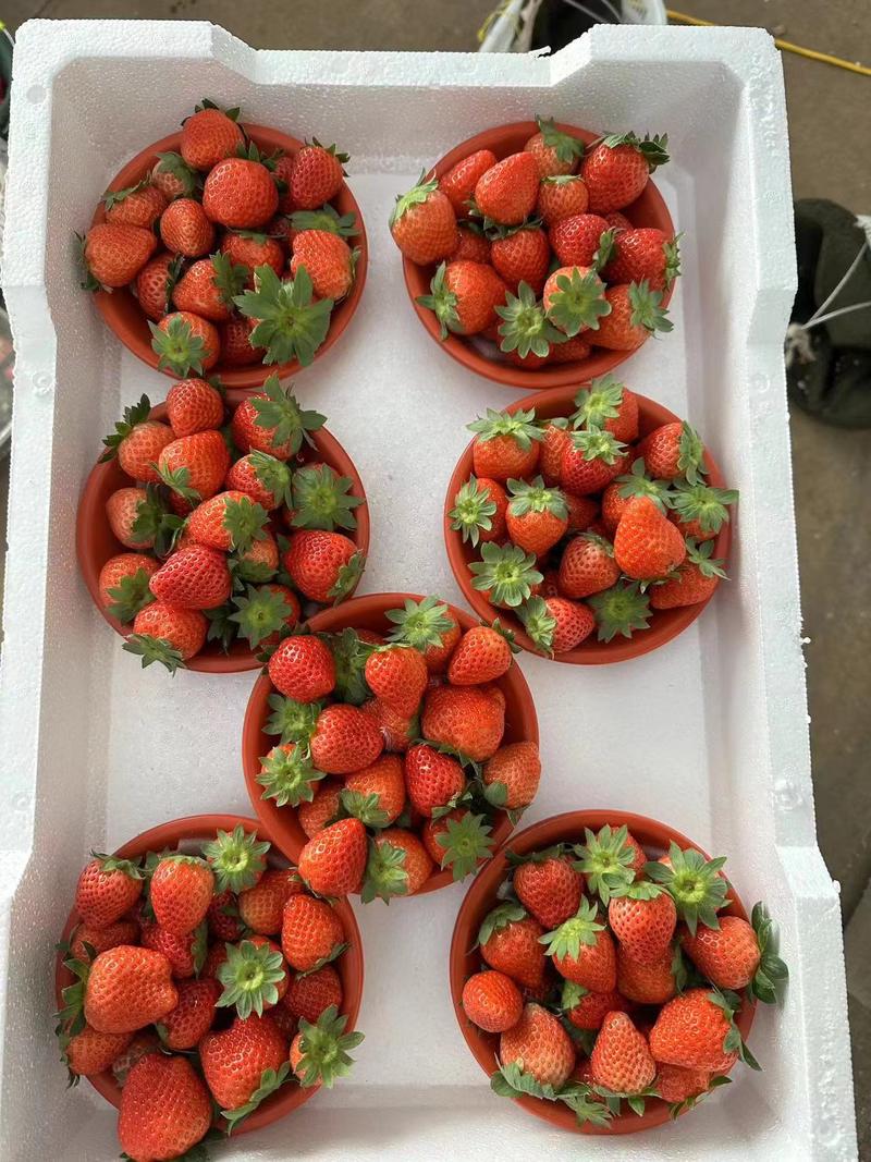 邳州妙香草莓🍓种植基地大量有货可现场看货欢迎老板电话联系