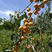 吊干杏树苗品种纯正根系发达现挖现发签订合同定金发货