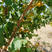 吊干杏树苗品种纯正根系发达现挖现发签订合同定金发货